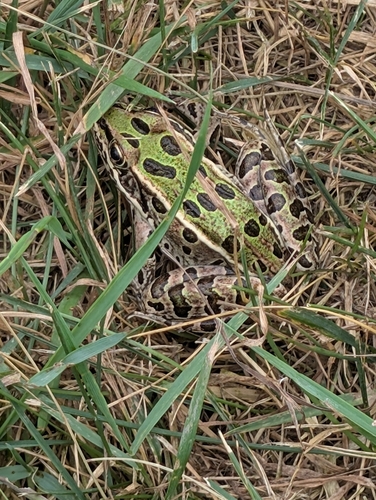 Northern Leopard Frog
