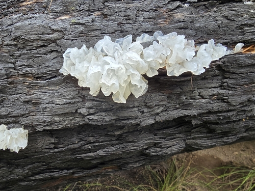 snow fungus