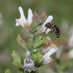 Salvia