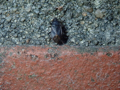 Stygnocoris fuligineus
