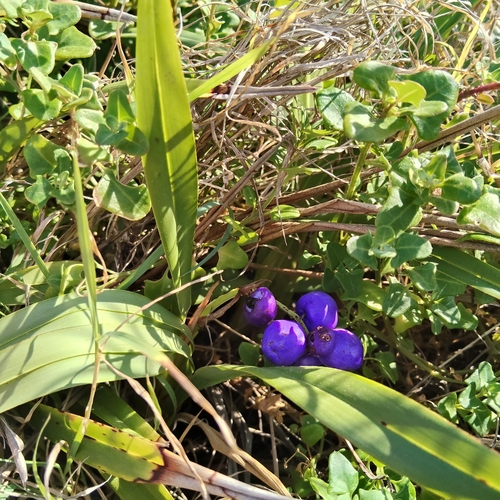 Dianella congesta, 2026-08-16