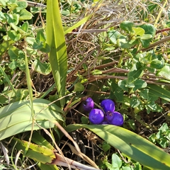 Dianella congesta