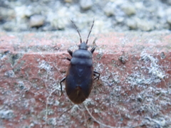 Stygnocoris fuligineus