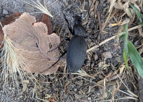 Leather Beetle