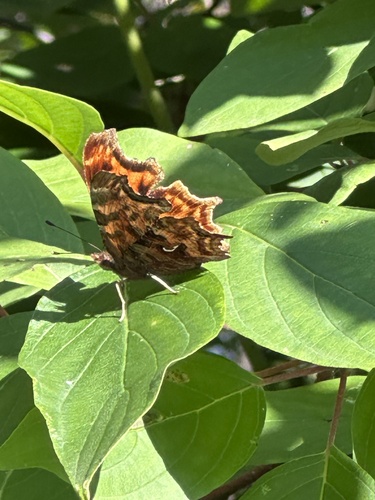 Satyr Comma