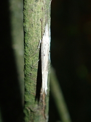 Ypsolopha mucronella