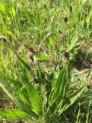 Plantago lanceolata