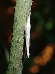 Ypsolopha mucronella