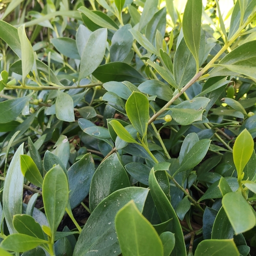 Myoporum boninense, photograph 2