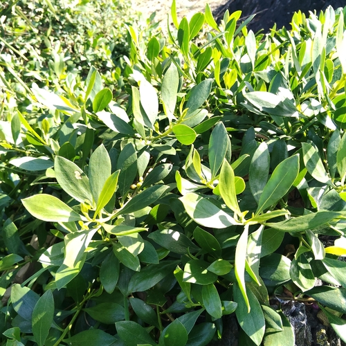 Myoporum boninense, photograph 3