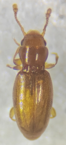 Holoparamecus