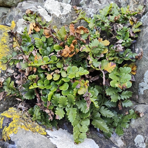 Asplenium difforme