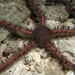Chain-link Brittle Star - Photo (c) Patrick Randall, some rights reserved (CC BY-NC-SA)