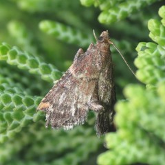 Hypsopygia phoezalis