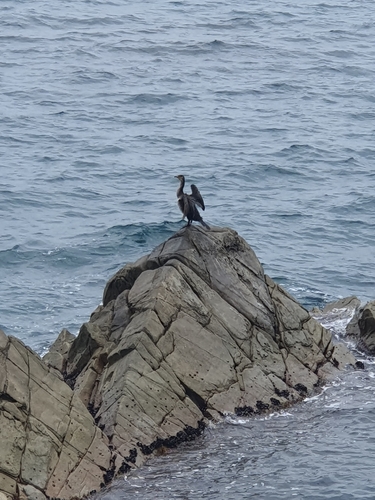 Japanese Cormorant