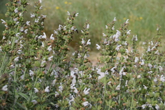 Salvia