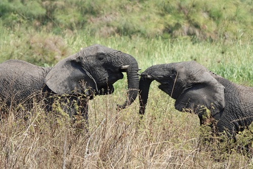 African Savanna Elephant