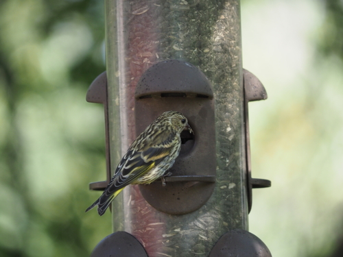 Pine Siskin
