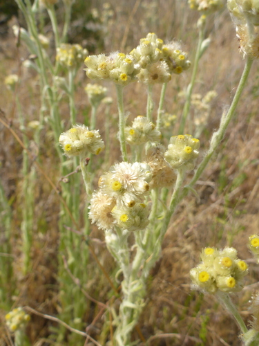 cottonbatting plant