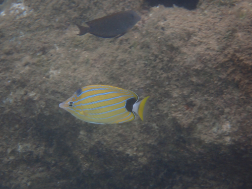 Chaetodon fremblii observed 2026-08-15