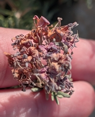 Phyllodoce breweri, photograph (c) Jessica Utrup, some rights reserved (CC BY)