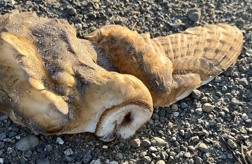 American Barn Owl