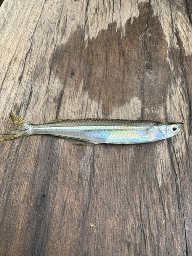Chagres silverside (Atherinella chagresi) — Atherinopsidae — 3