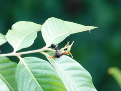 Delta pyriforme circinale