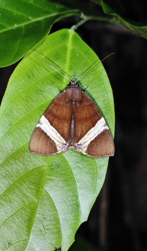 Heoeugorna ochrovittata
