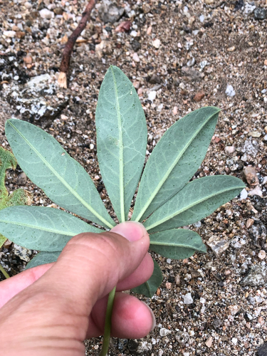 Lupinus latifolius, photograph 6