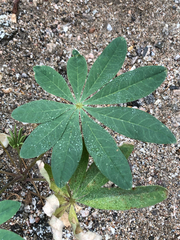 Lupinus latifolius, photograph (c) Kyle Elshoff, some rights reserved (CC BY)