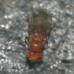 Drosophila busckii