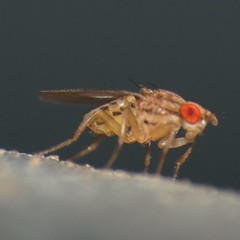 Drosophila busckii