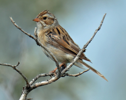 Clay-colored Sparrow