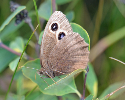 Common Wood-Nymph