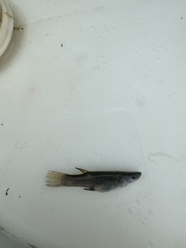 Cascajal livebearer (Brachyrhaphis cascajalensis) — Poeciliidae — 2