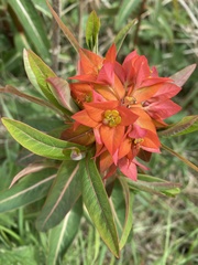 Euphorbia griffithii