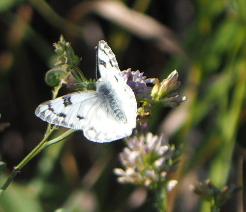 Western White