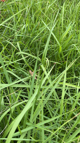 Imperata cylindrica observed 2026-08-16