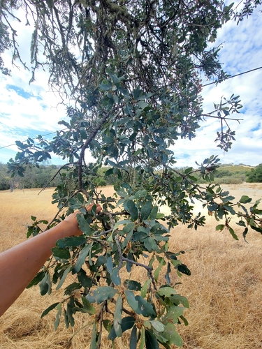 iNaturalist observation photo of Alvord Oak