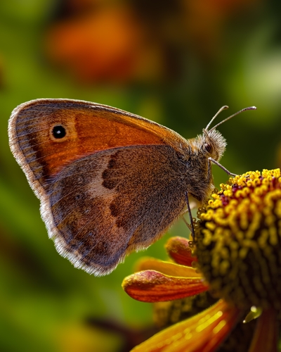 Small Heath