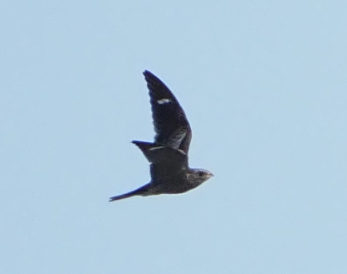 Common Nighthawk