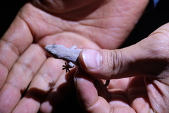 Gekko japonicus