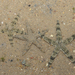 Indo-Pacific Sand Star - Photo (c) Ria Tan, some rights reserved (CC BY-NC-ND)