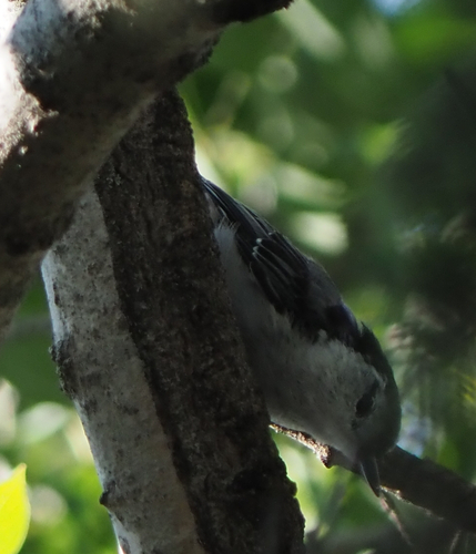 White-breasted Nuthatch