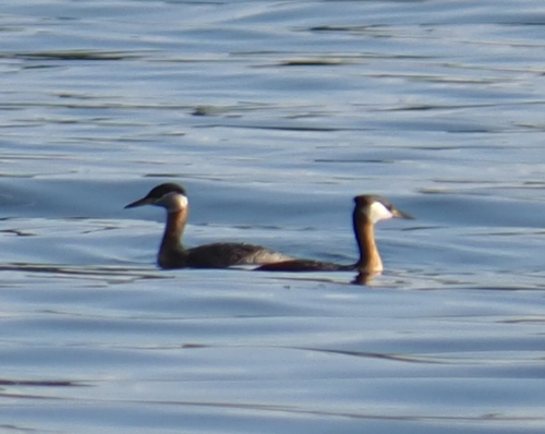 Red-necked Grebe
