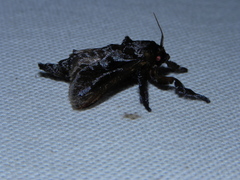 Acharia nesea
