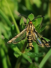 Chamaesphecia empiformis