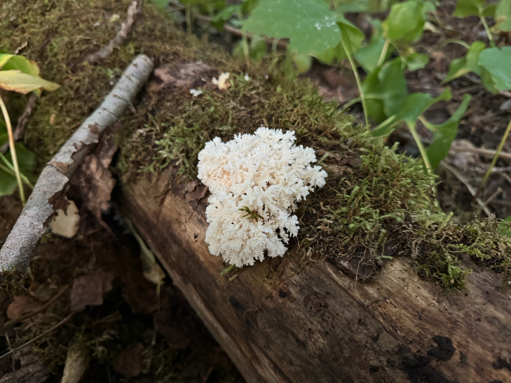 Coral tooth fungus · August 2026 · photo: Photo: no rights reserved · iNaturalist