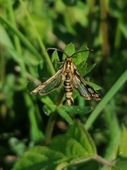 Chamaesphecia empiformis